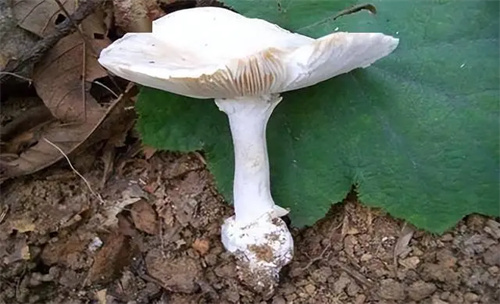 详细说明